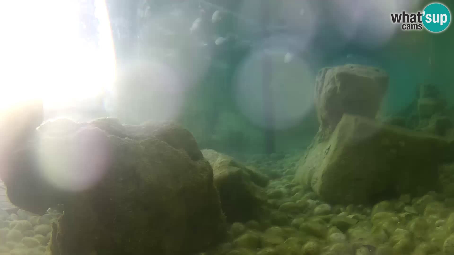 Acuario marino al aire libre Rogoznica webcam Croacia