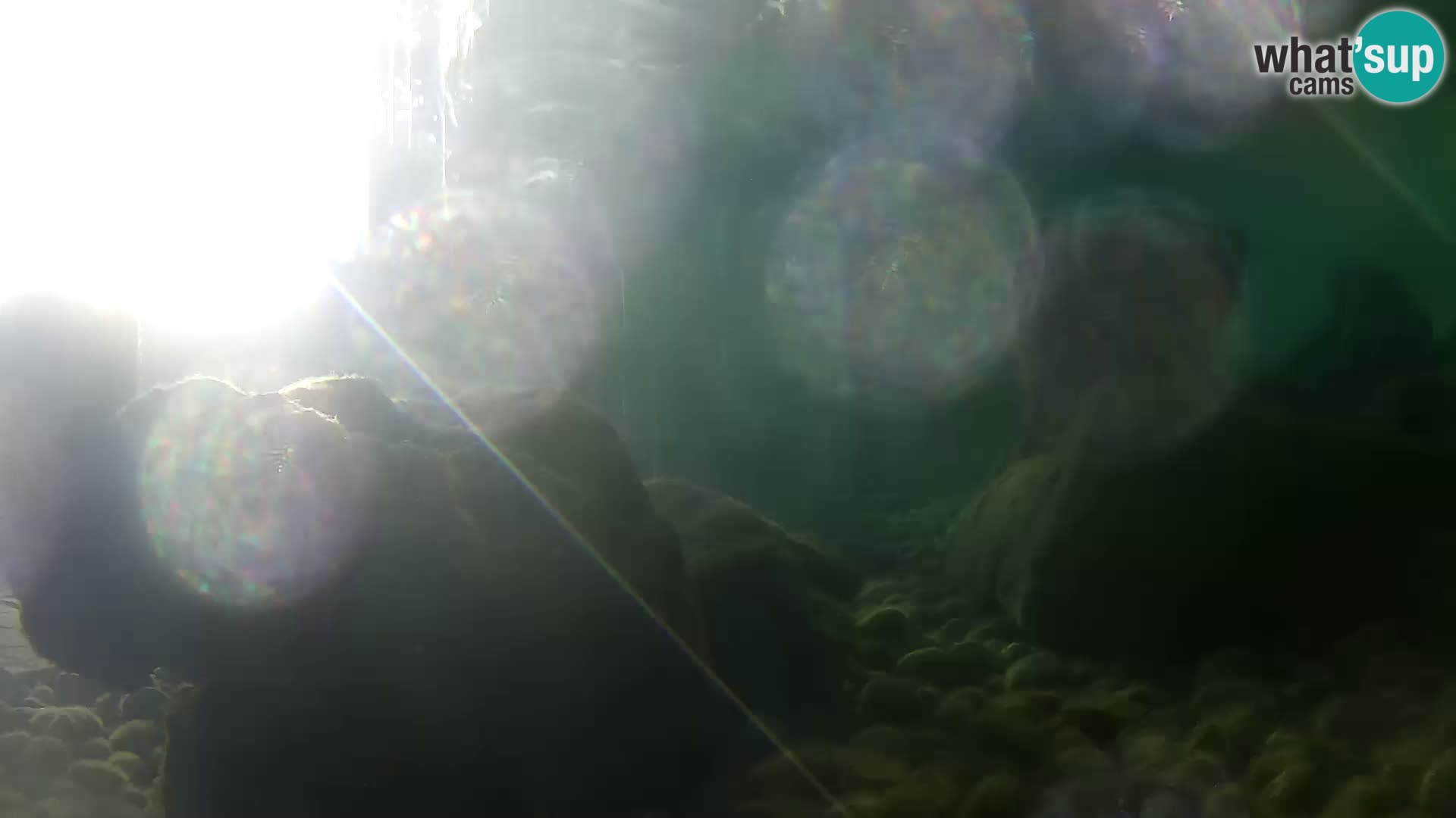 Aquario marino esterno –  Rogoznica livecam Croazia