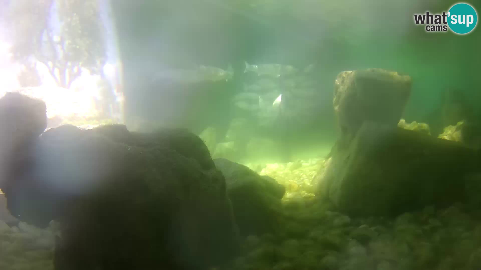 Outdoor Marine Aquarium Rogoznica webcam Croatia