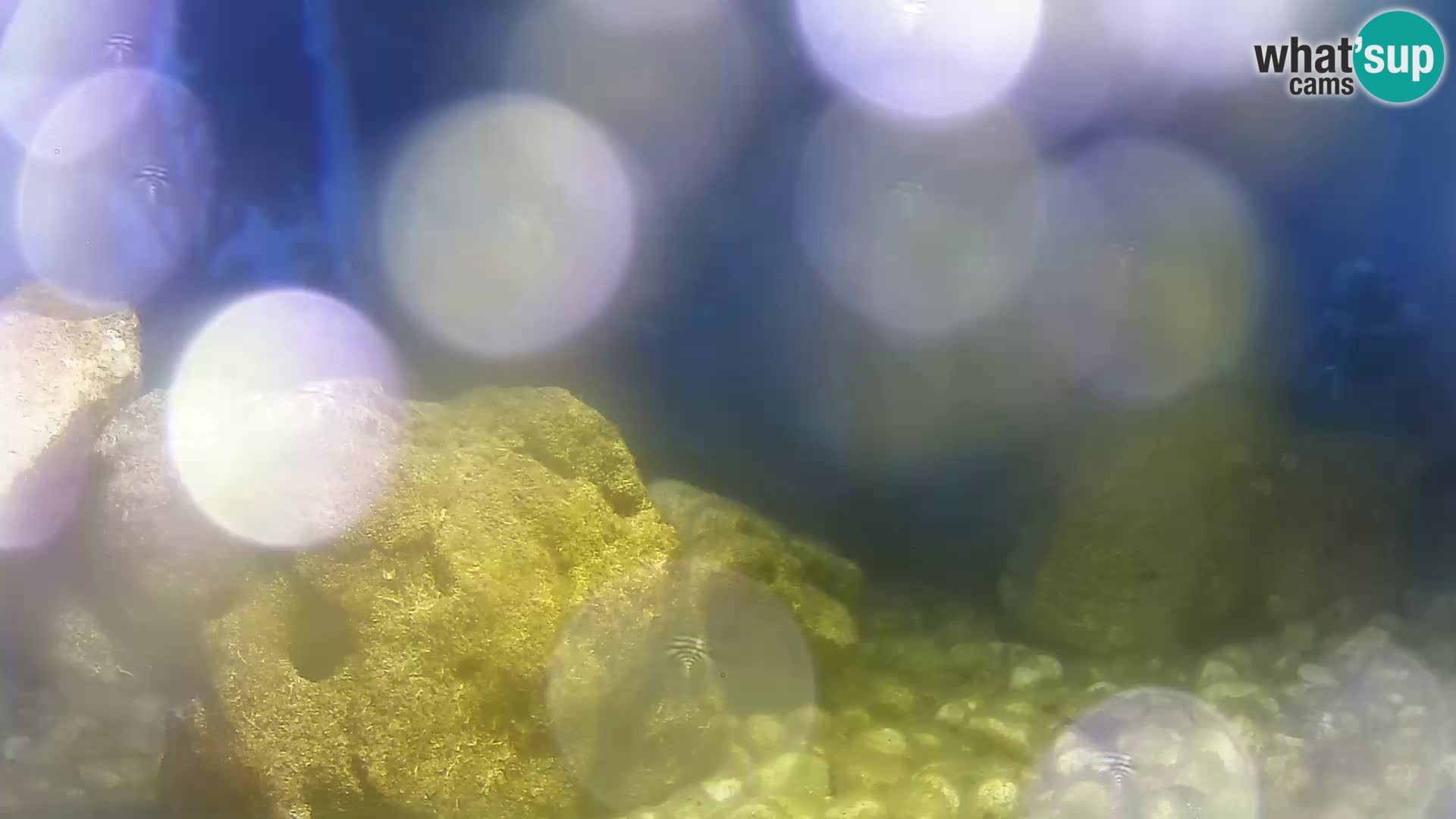 Outdoor Marine Aquarium Rogoznica webcam Croatia