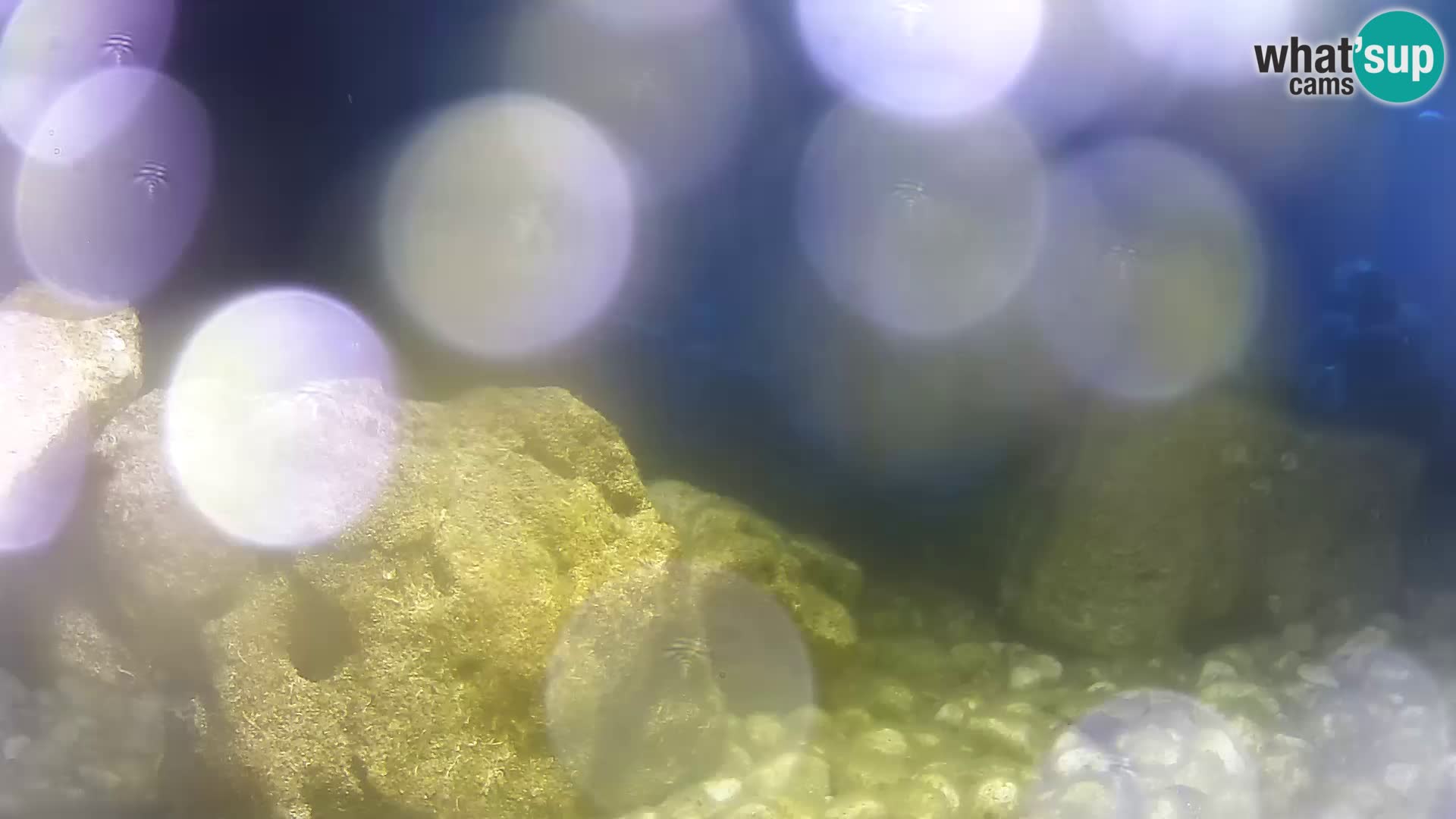 Aquario marino esterno –  Rogoznica livecam Croazia