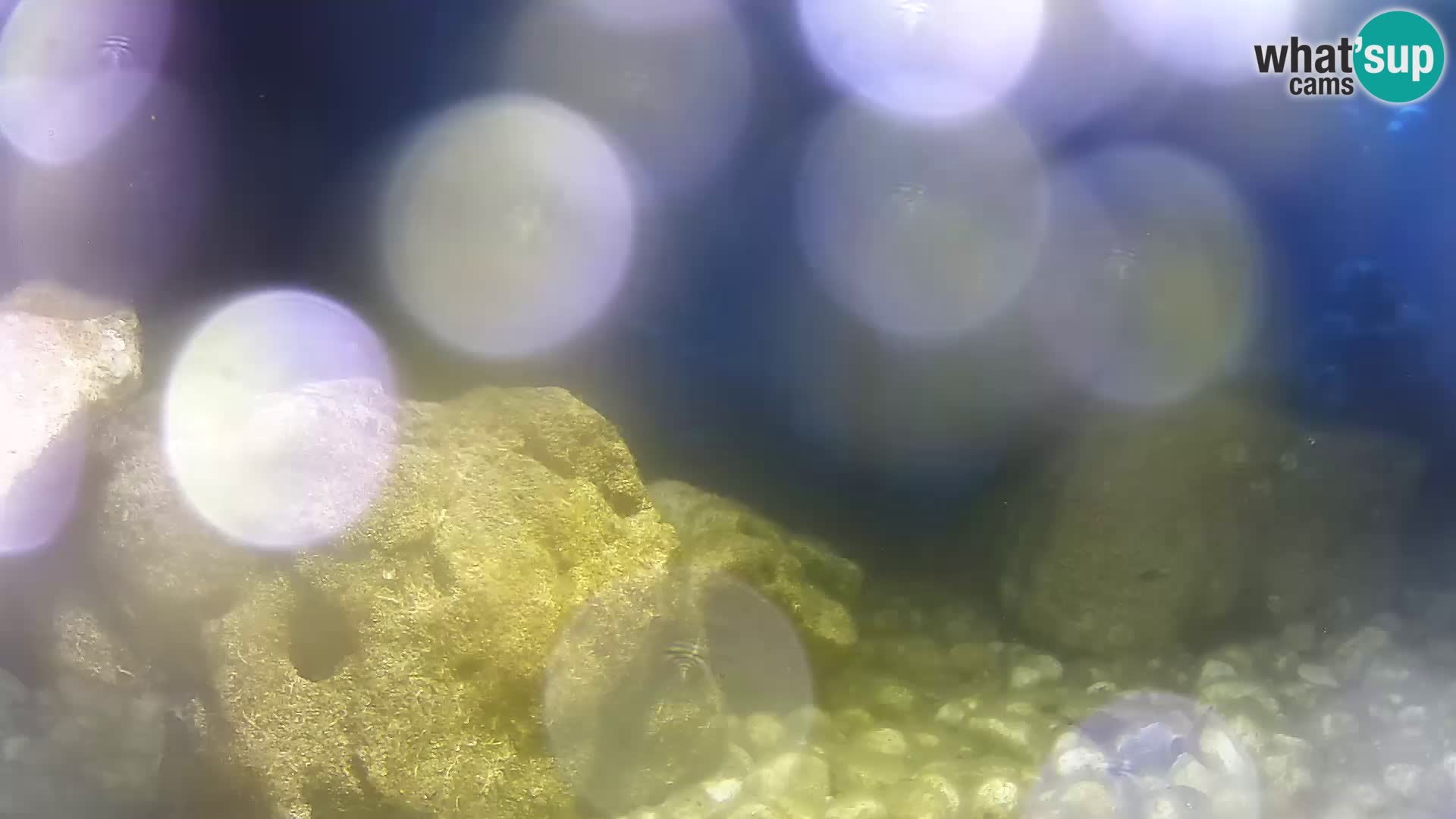 Aquario marino esterno –  Rogoznica livecam Croazia