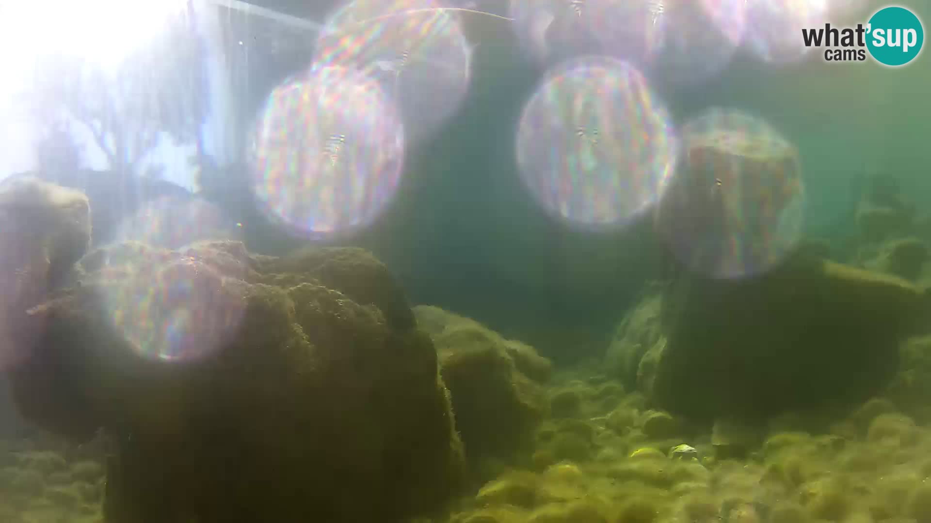 Acuario marino al aire libre Rogoznica webcam Croacia