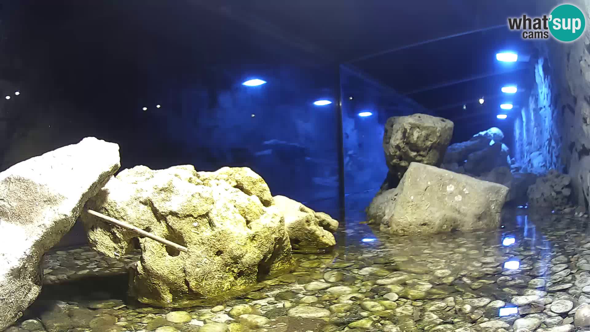 Zunanji morski akvarij Rogoznica spletna kamera Hrvaška