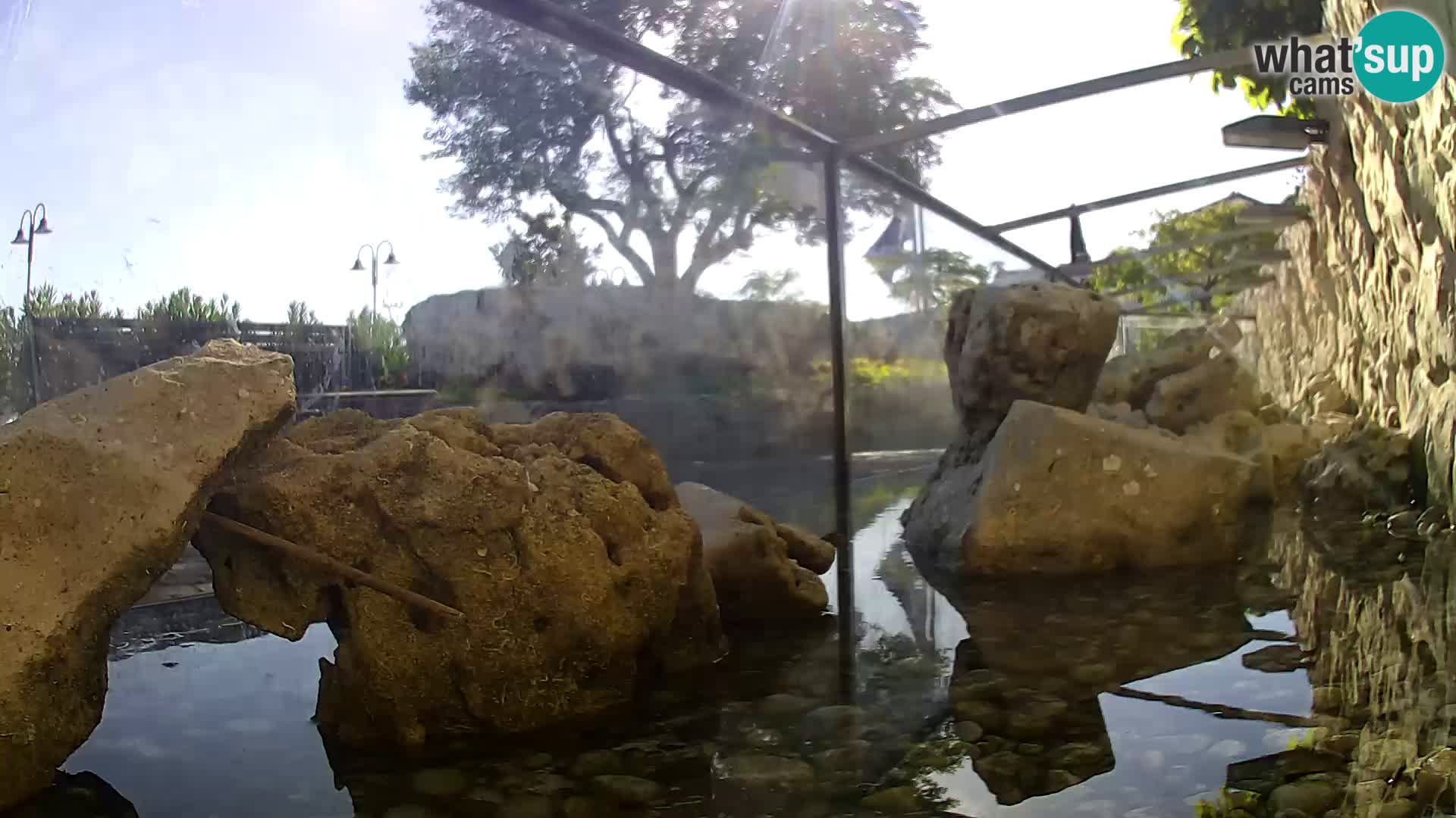 Acuario marino al aire libre Rogoznica webcam Croacia