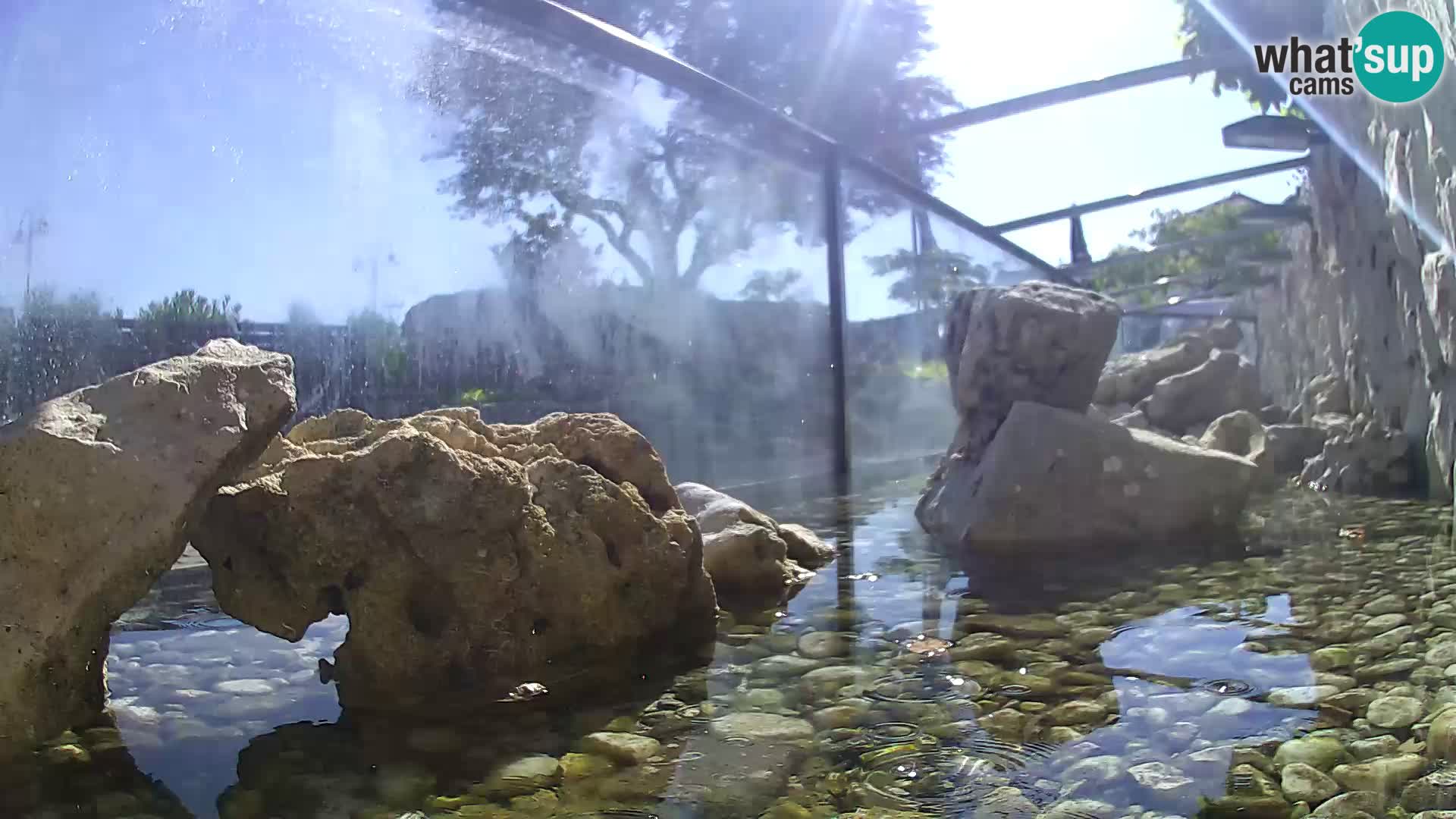 Acuario marino al aire libre Rogoznica webcam Croacia