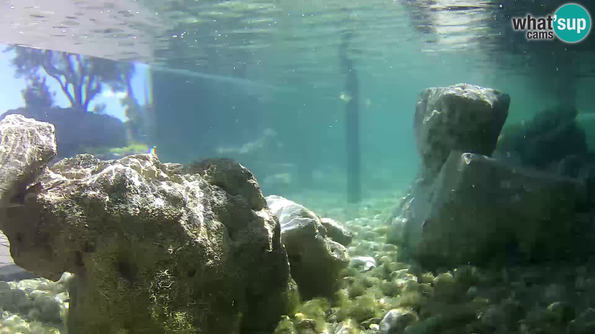 Aquario marino esterno –  Rogoznica livecam Croazia