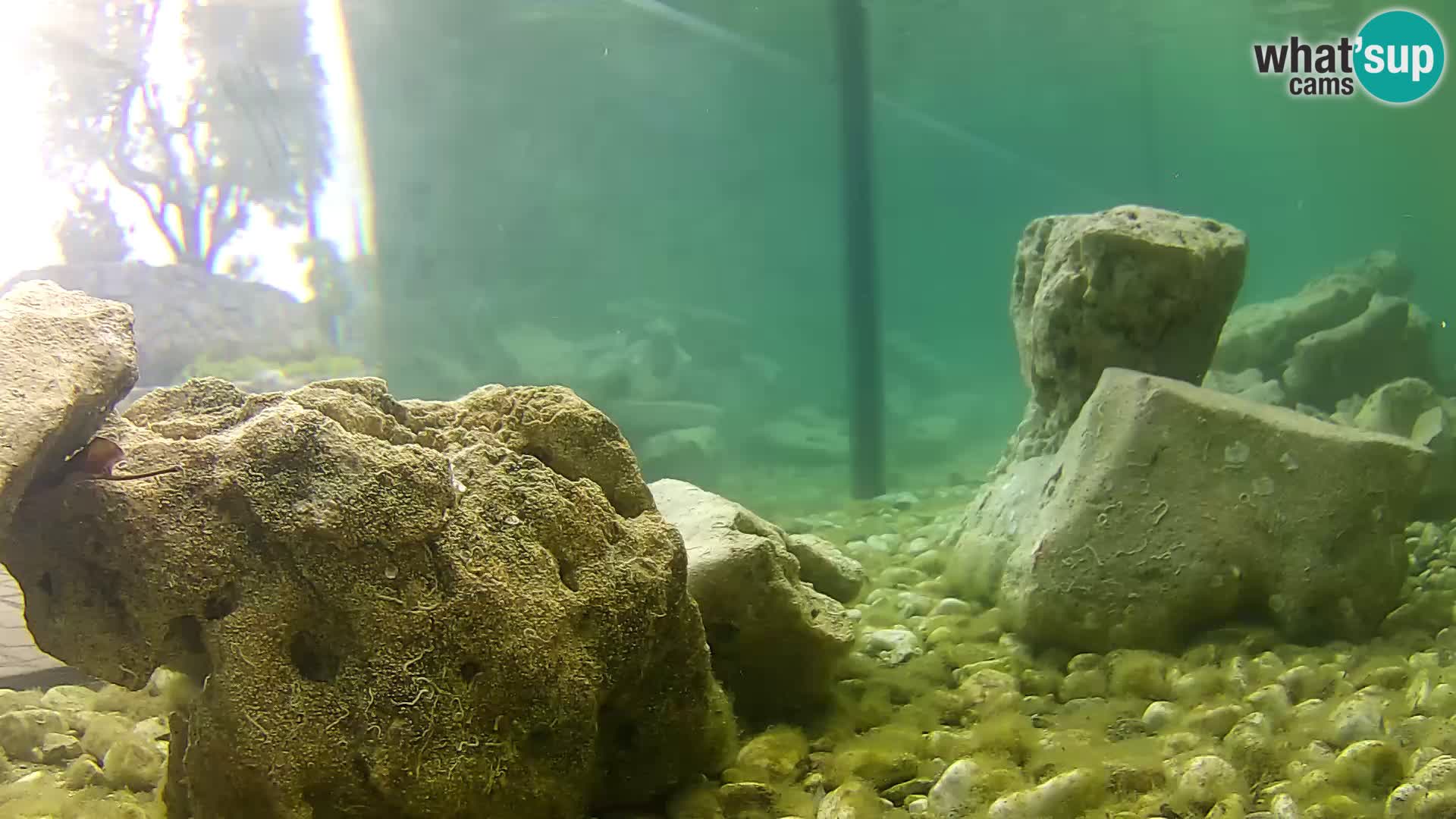 Outdoor Marine Aquarium Rogoznica webcam Croatia