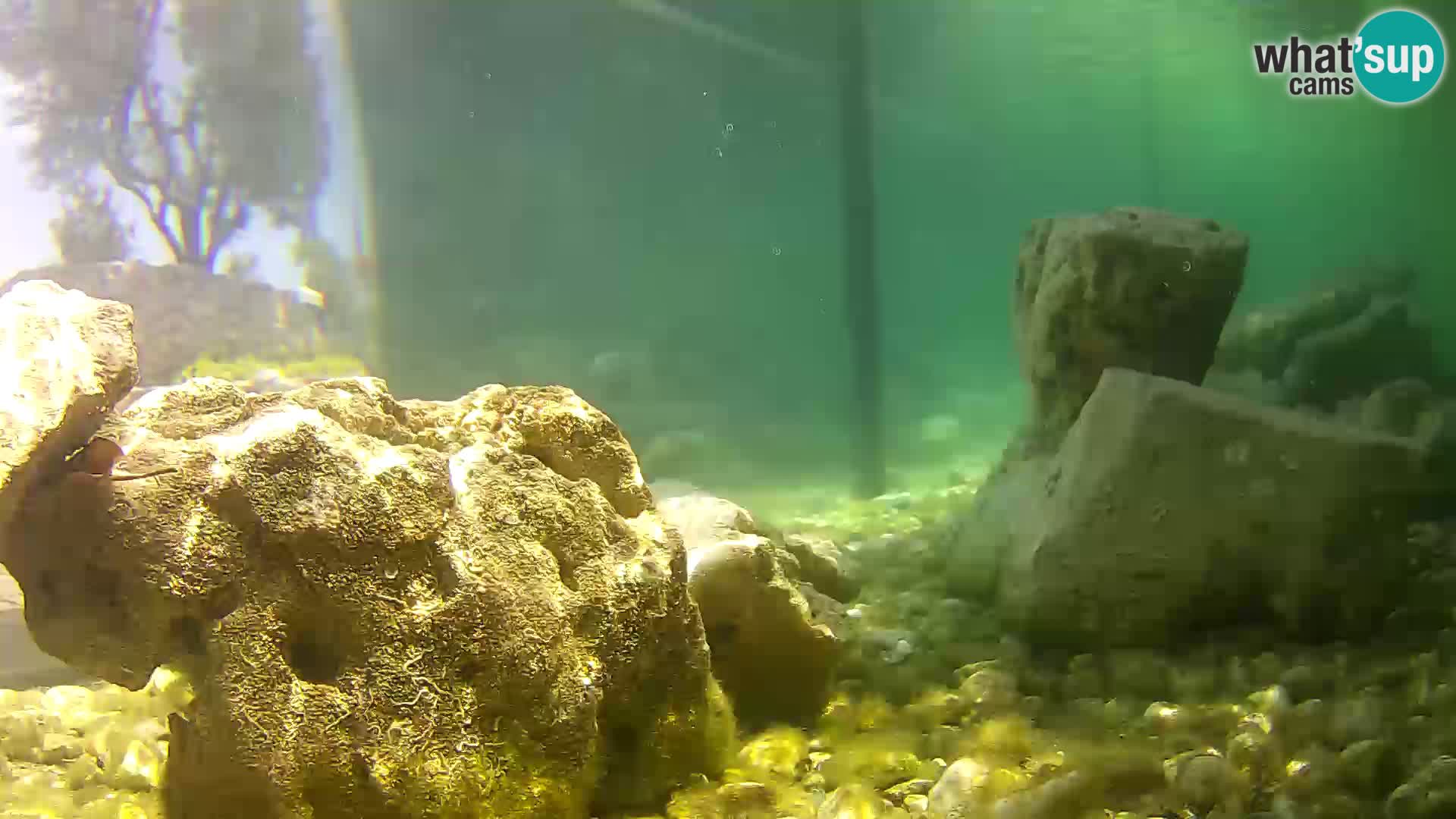 Outdoor Marine Aquarium Rogoznica webcam Croatia