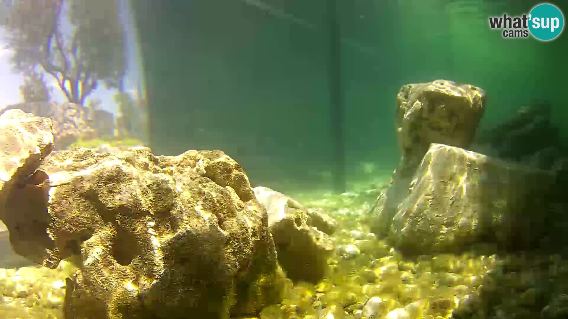 Zunanji morski akvarij Rogoznica spletna kamera Hrvaška