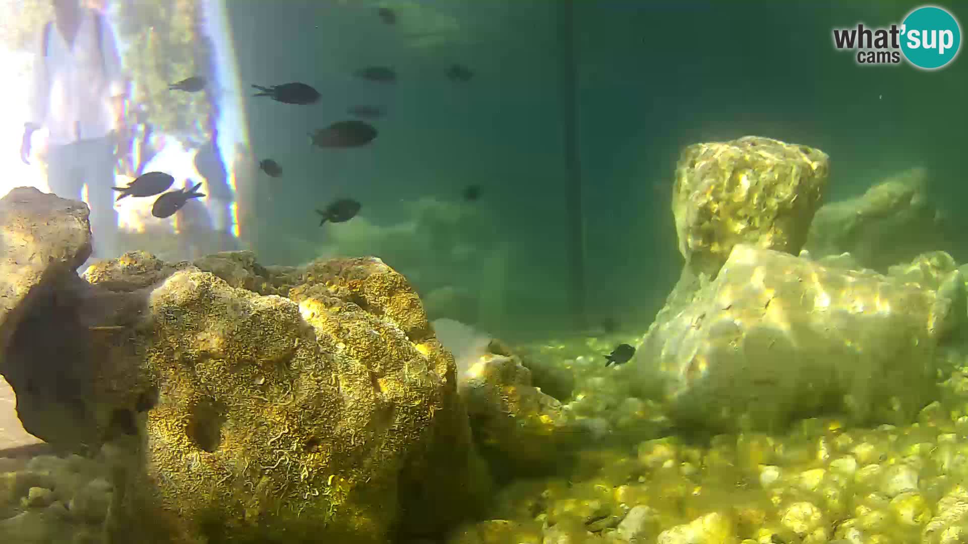 Marine Aquarium im Freien Rogoznica webcam Kroatien