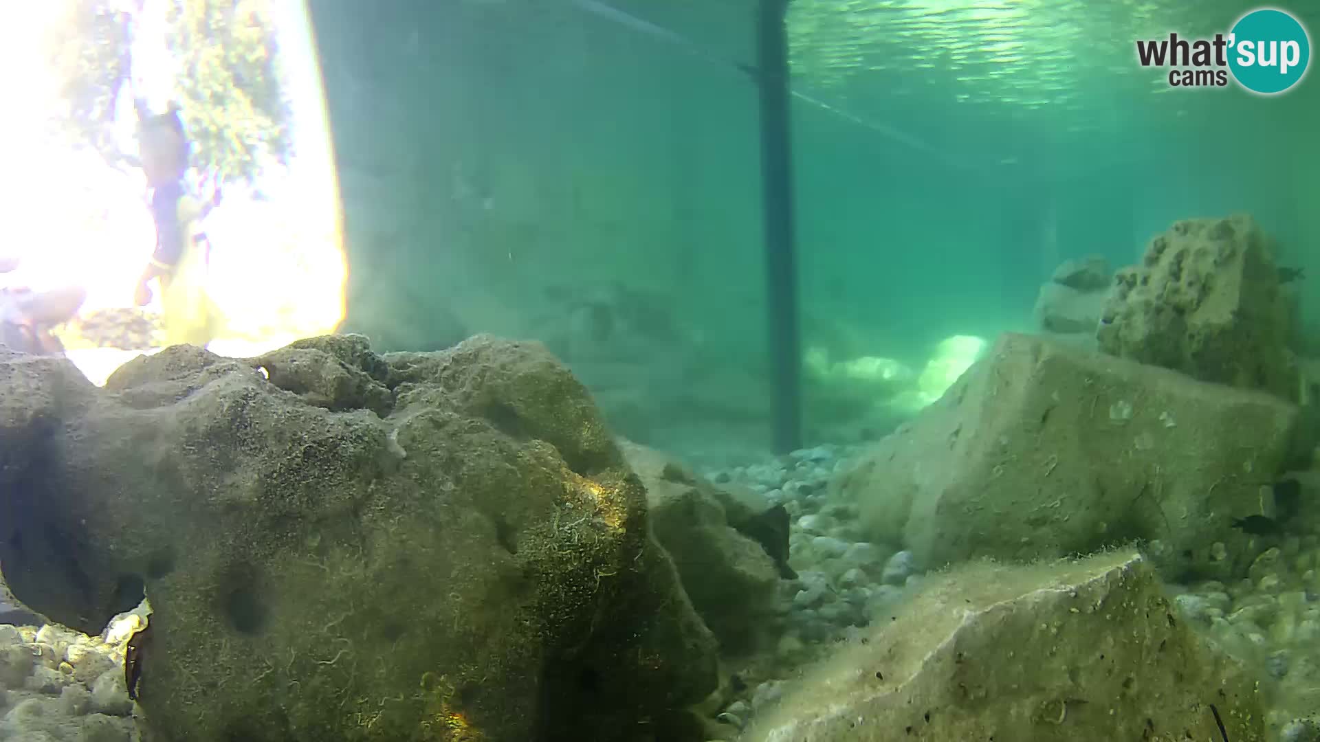 Webcam de l’aquarium marin extérieur de Rogoznica Croatie
