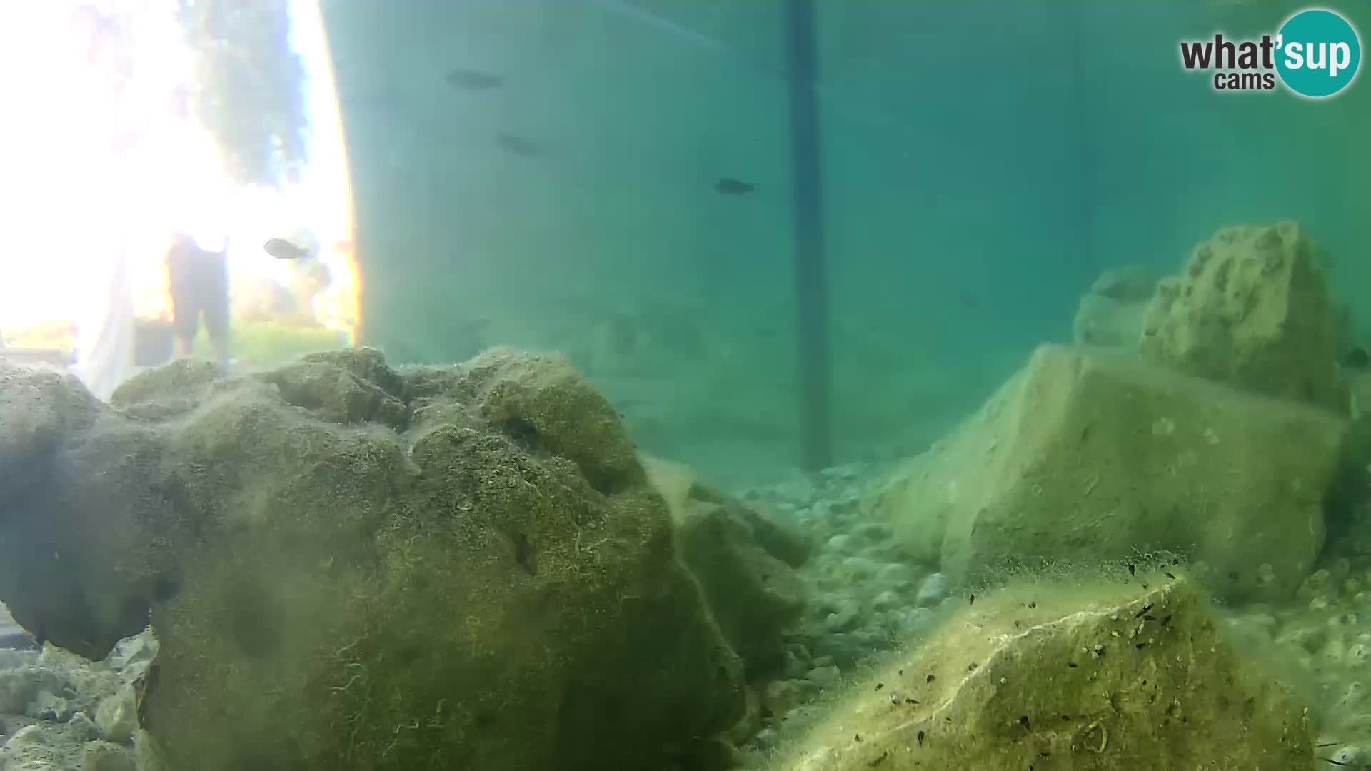 Acuario marino al aire libre Rogoznica webcam Croacia