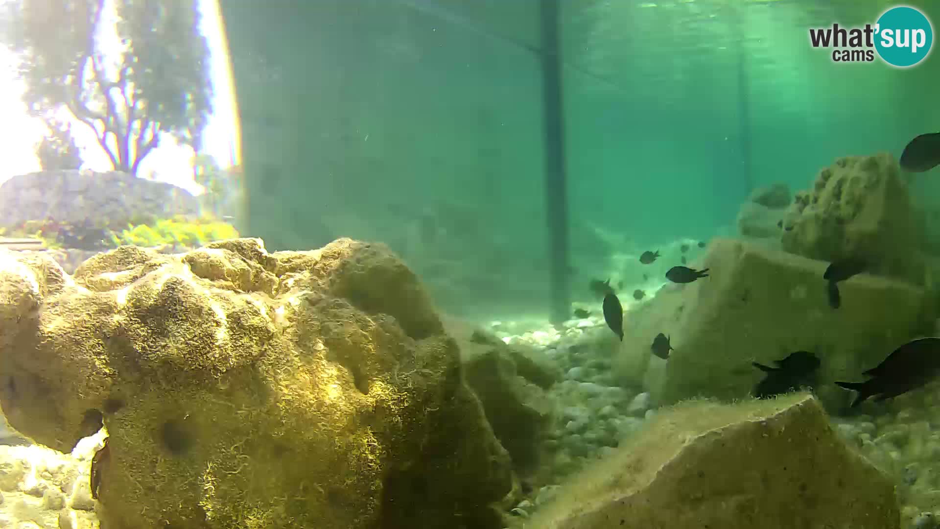 Outdoor Marine Aquarium Rogoznica webcam Croatia