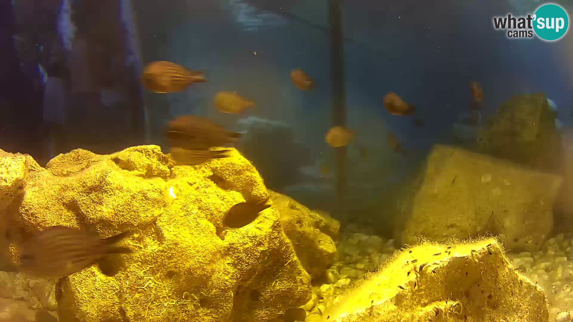 Marine Aquarium im Freien Rogoznica webcam Kroatien