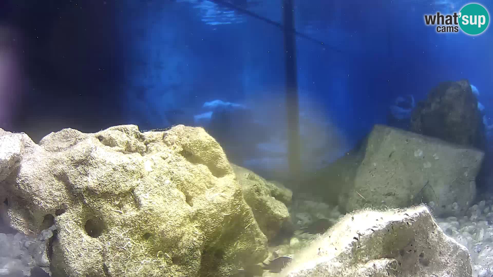 Outdoor Marine Aquarium Rogoznica webcam Croatia