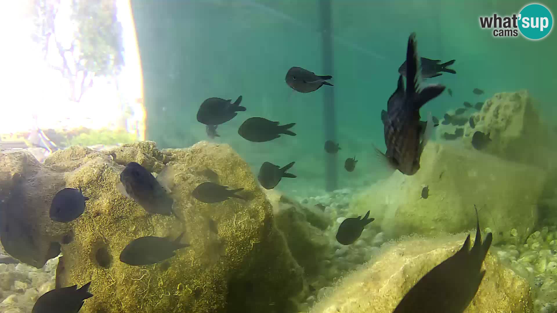 Marine Aquarium im Freien Rogoznica webcam Kroatien
