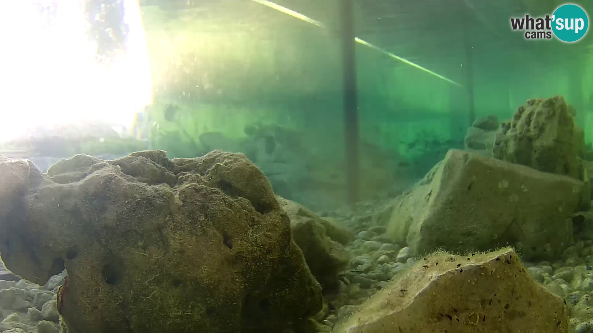 Acuario marino al aire libre Rogoznica webcam Croacia