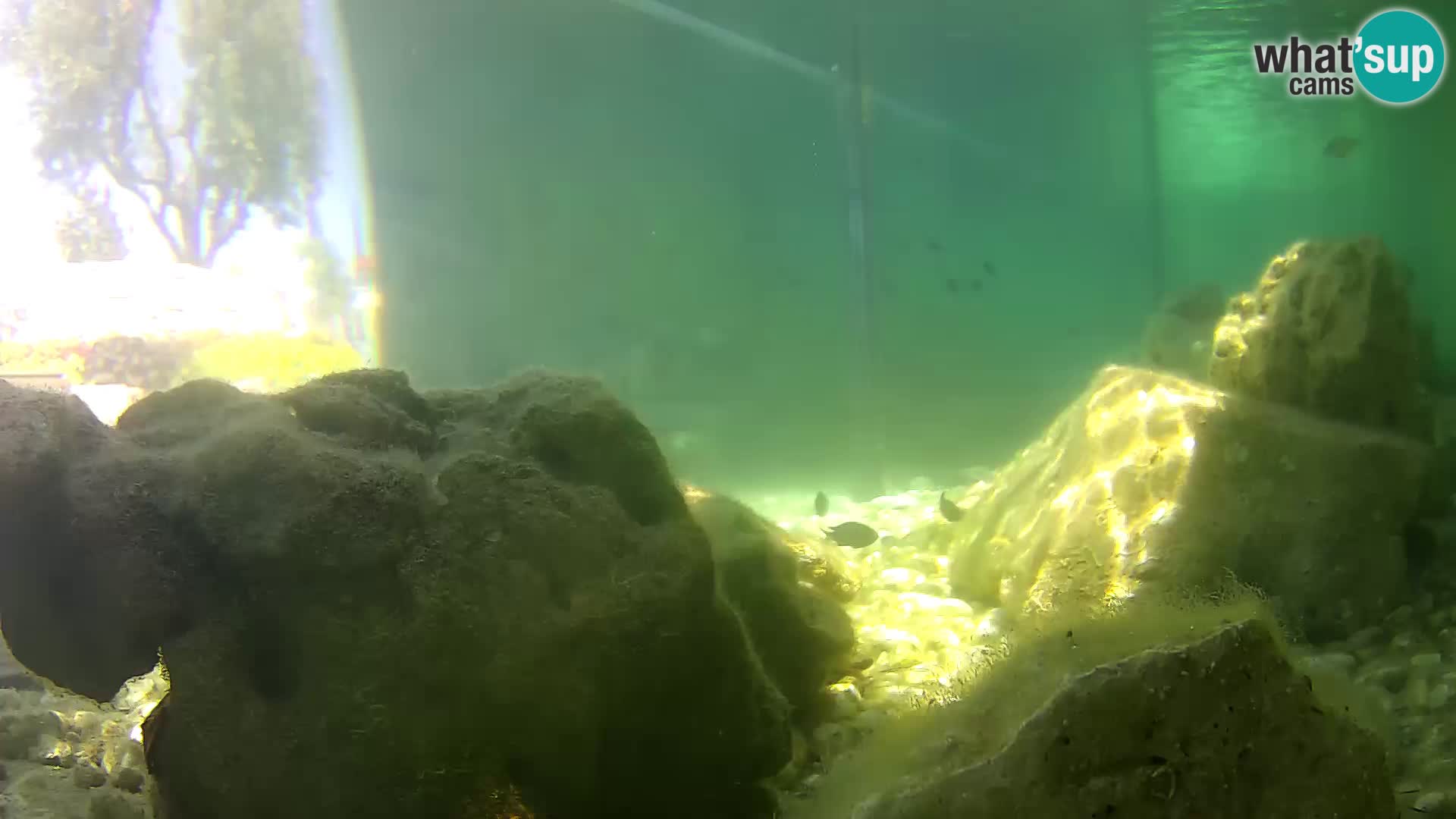 Aquario marino esterno –  Rogoznica livecam Croazia