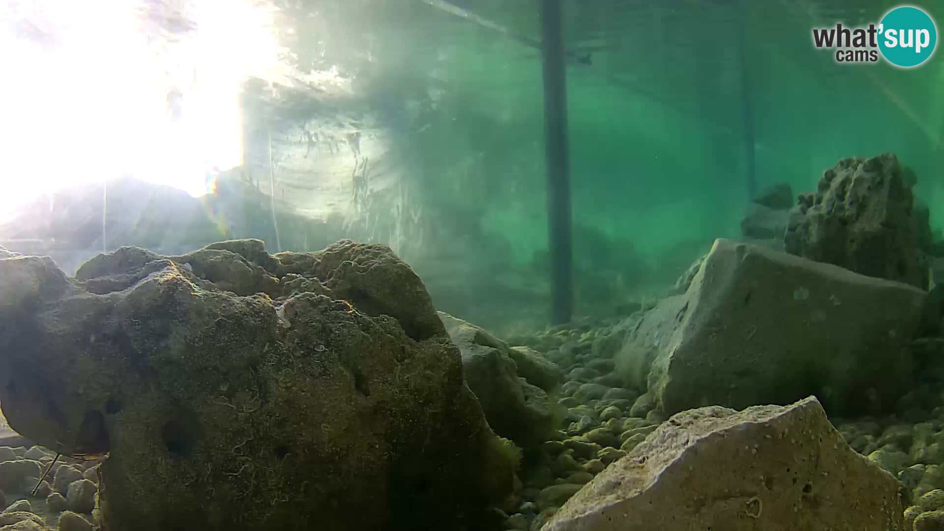 Aquario marino esterno –  Rogoznica livecam Croazia
