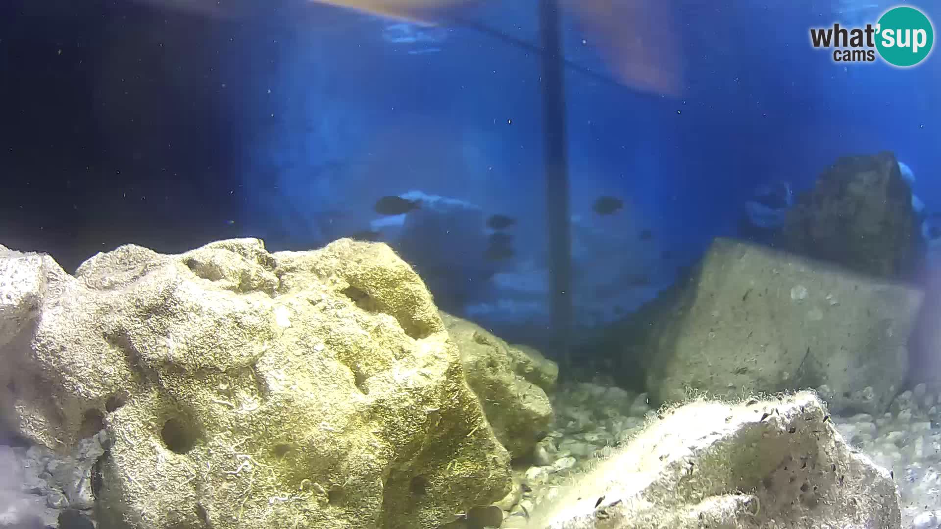 Acuario marino al aire libre Rogoznica webcam Croacia