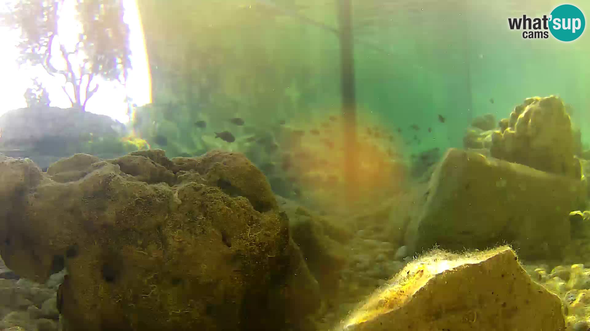 Aquario marino esterno –  Rogoznica livecam Croazia