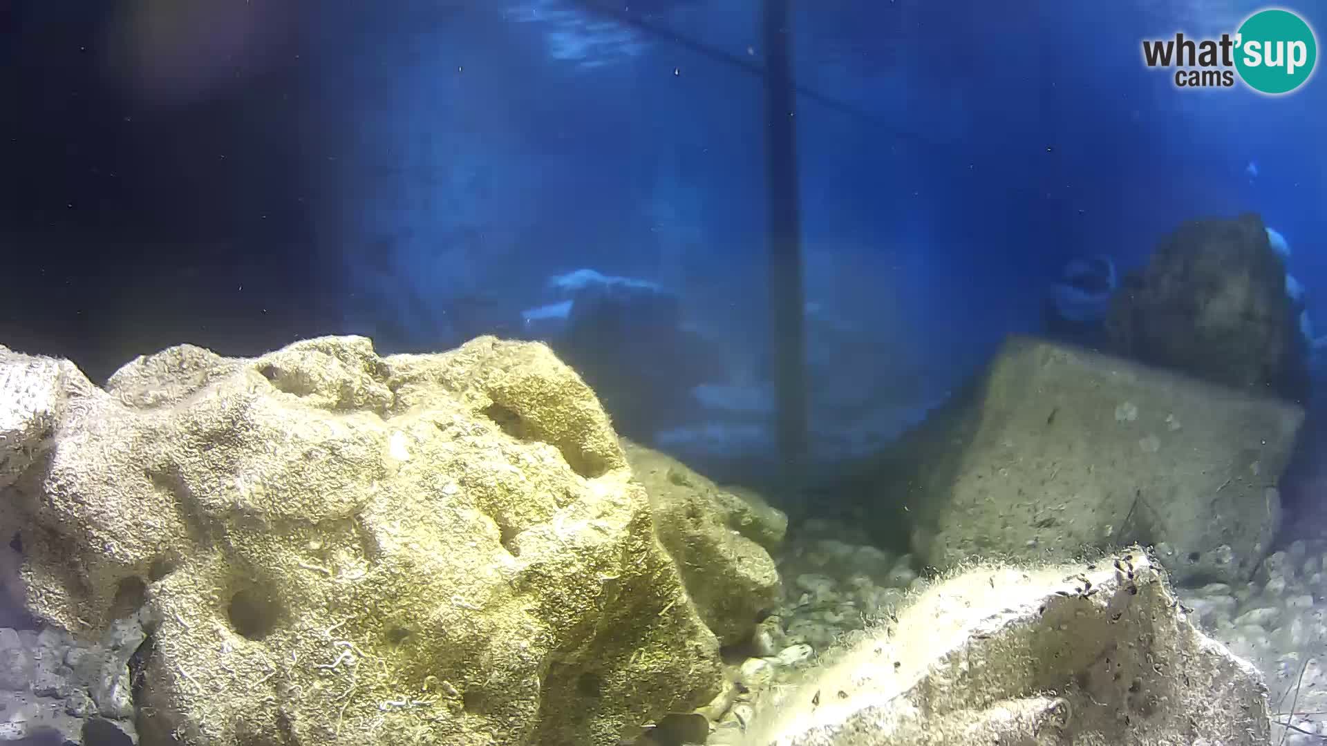 Zunanji morski akvarij Rogoznica spletna kamera Hrvaška