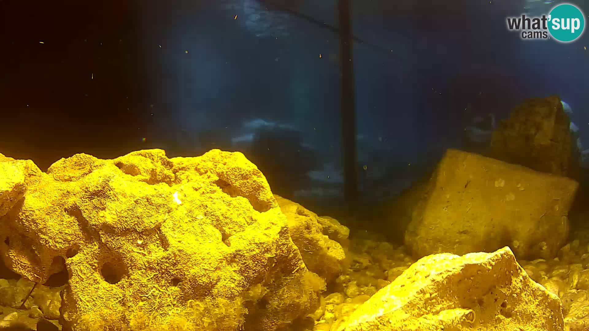 Outdoor Marine Aquarium Rogoznica webcam Croatia