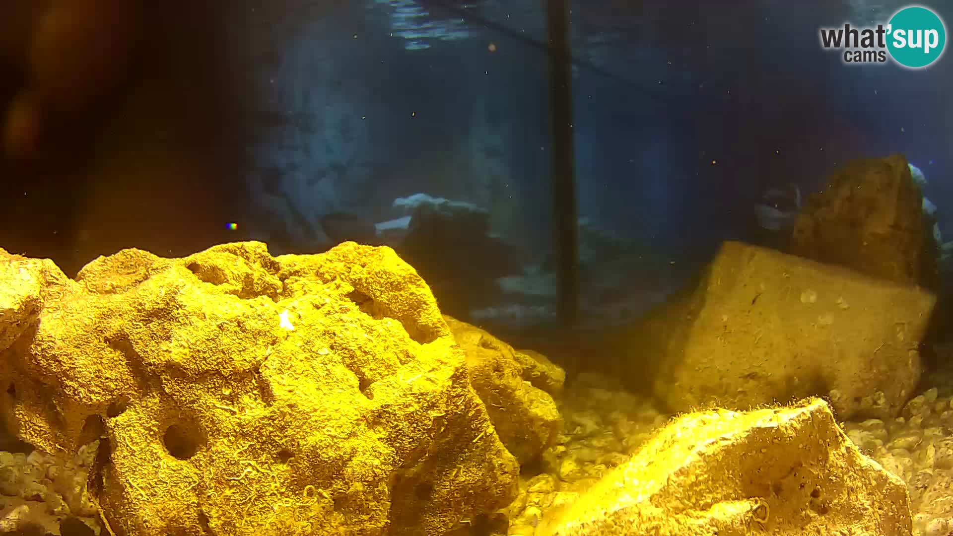 Outdoor Marine Aquarium Rogoznica webcam Croatia