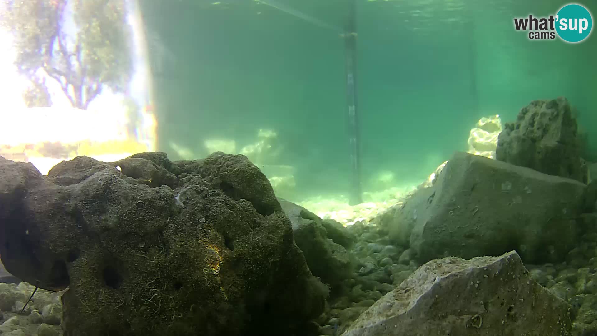 Acuario marino al aire libre Rogoznica webcam Croacia