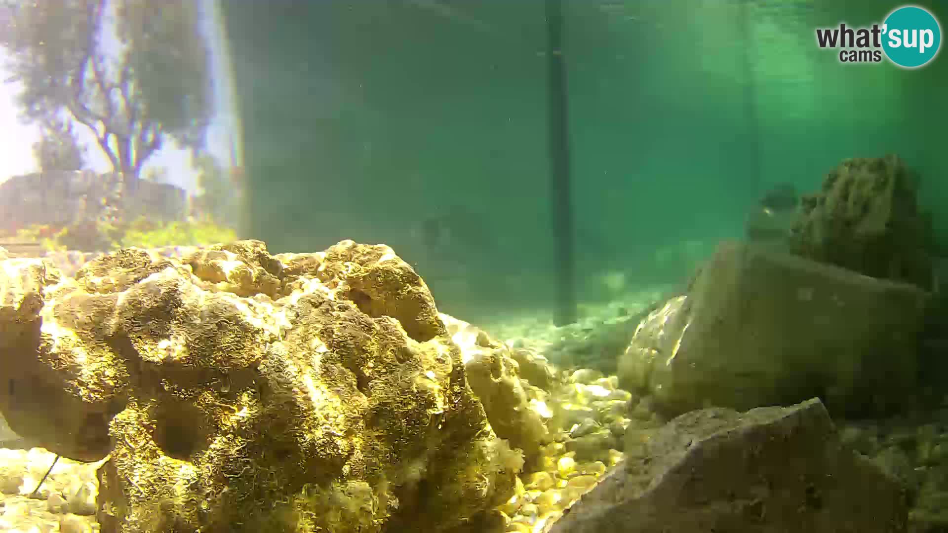 Acuario marino al aire libre Rogoznica webcam Croacia