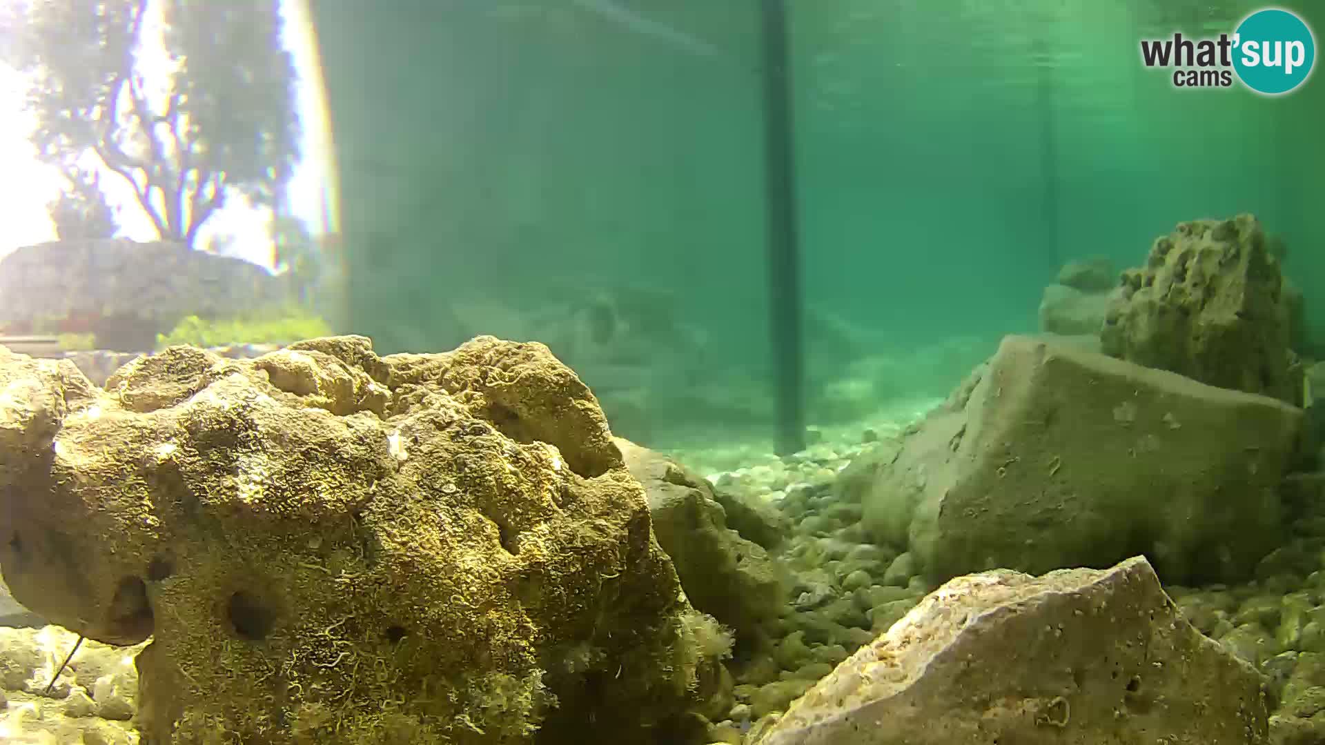 Marine Aquarium im Freien Rogoznica webcam Kroatien