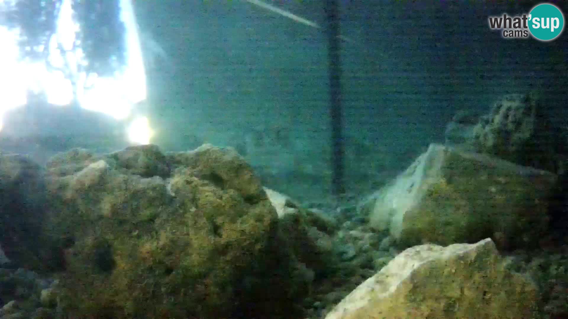 Acuario marino al aire libre Rogoznica webcam Croacia
