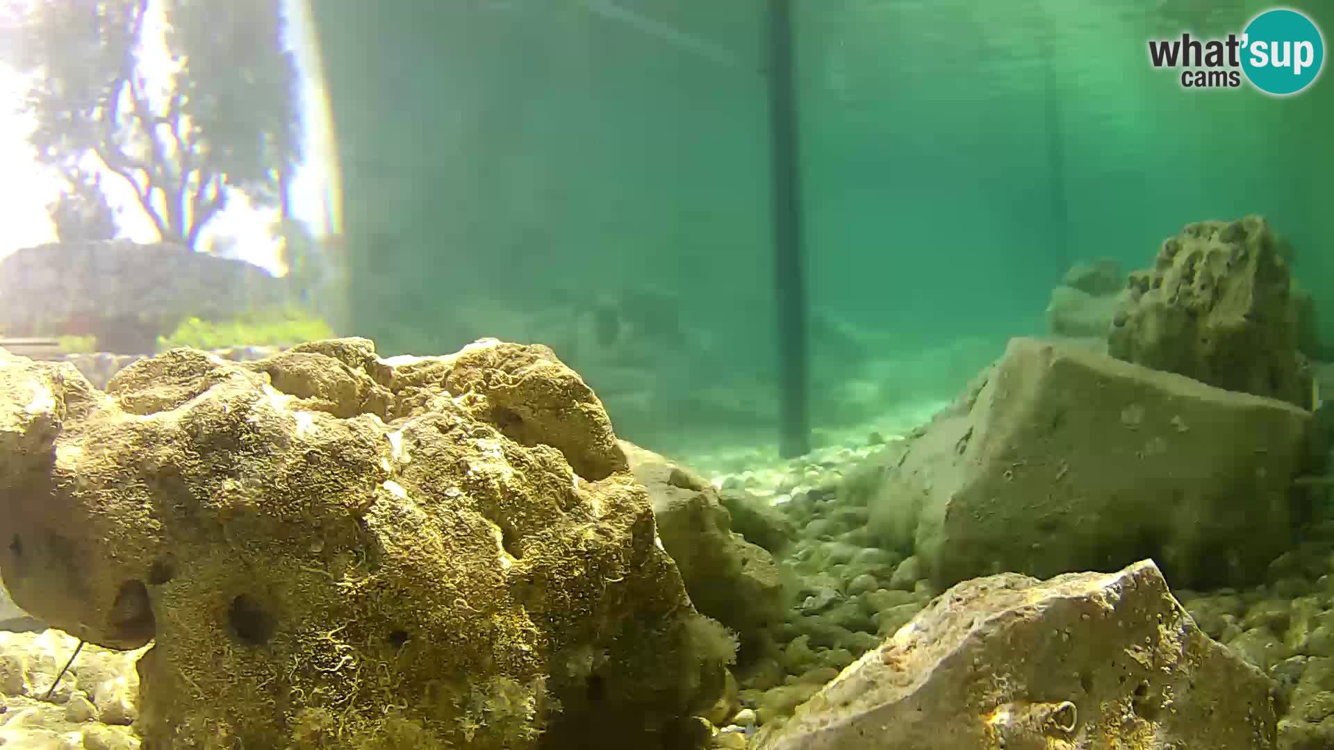 Outdoor Marine Aquarium Rogoznica webcam Croatia