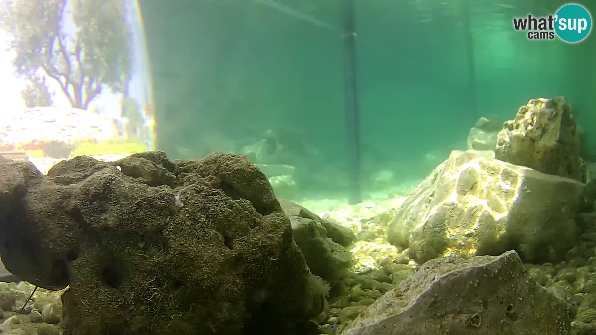 Outdoor Marine Aquarium Rogoznica webcam Croatia