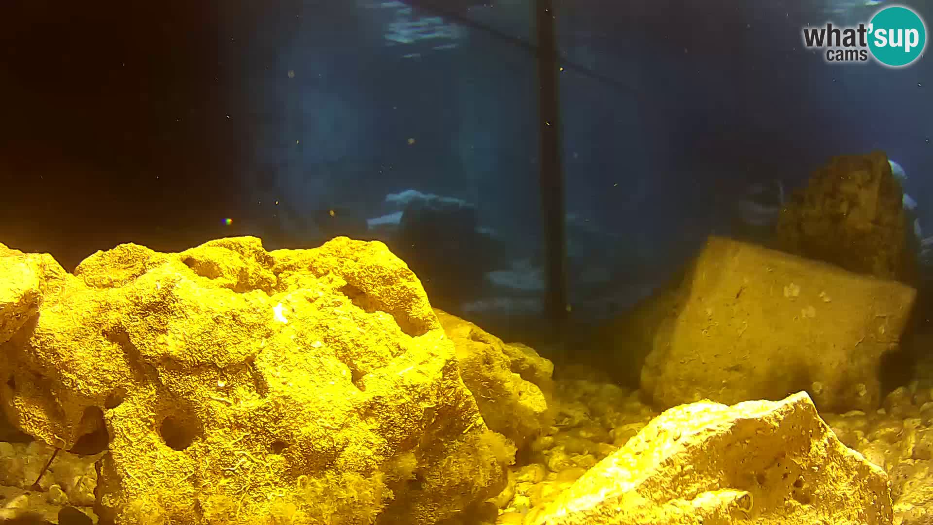 Acuario marino al aire libre Rogoznica webcam Croacia