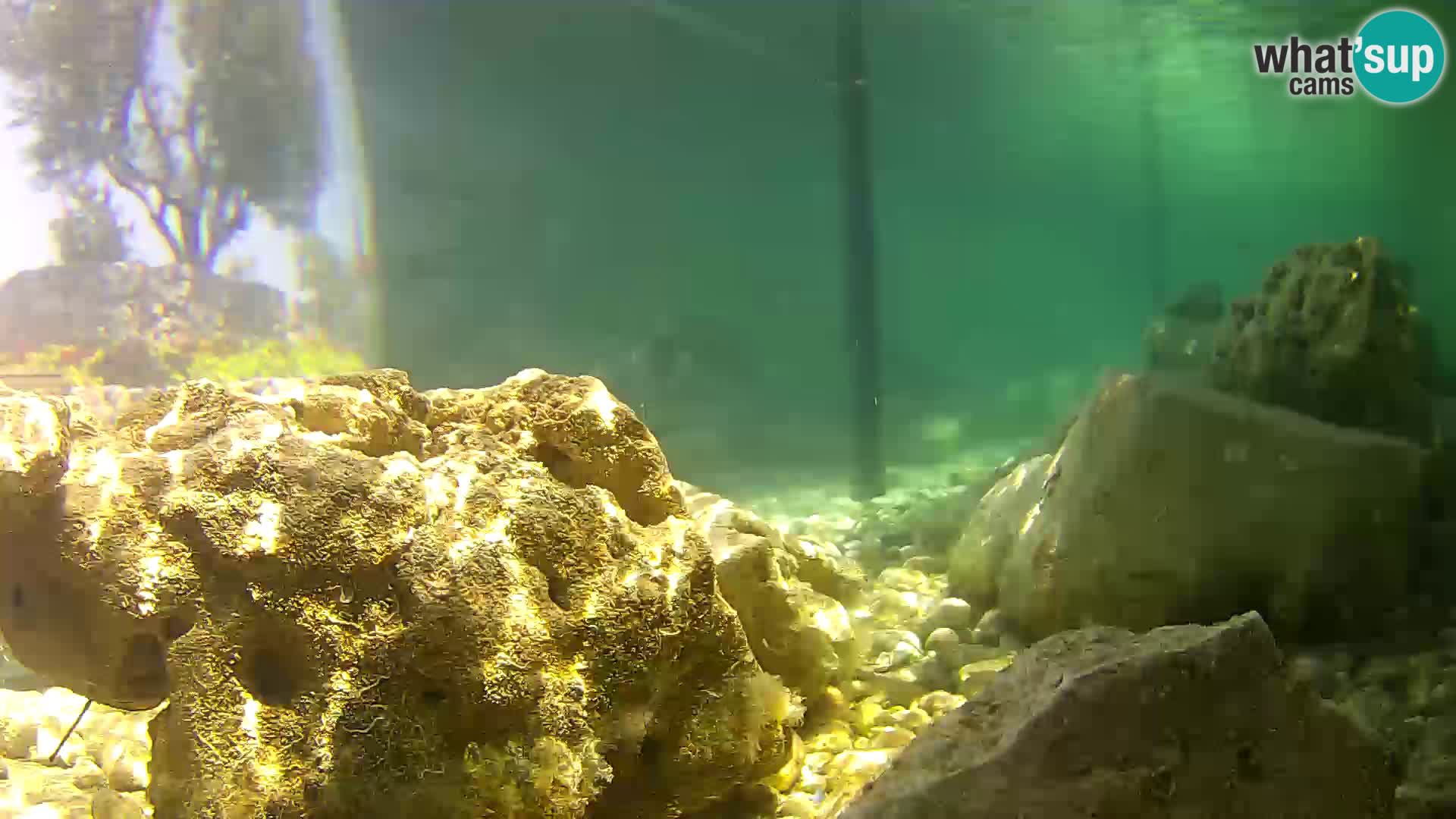 Marine Aquarium im Freien Rogoznica webcam Kroatien