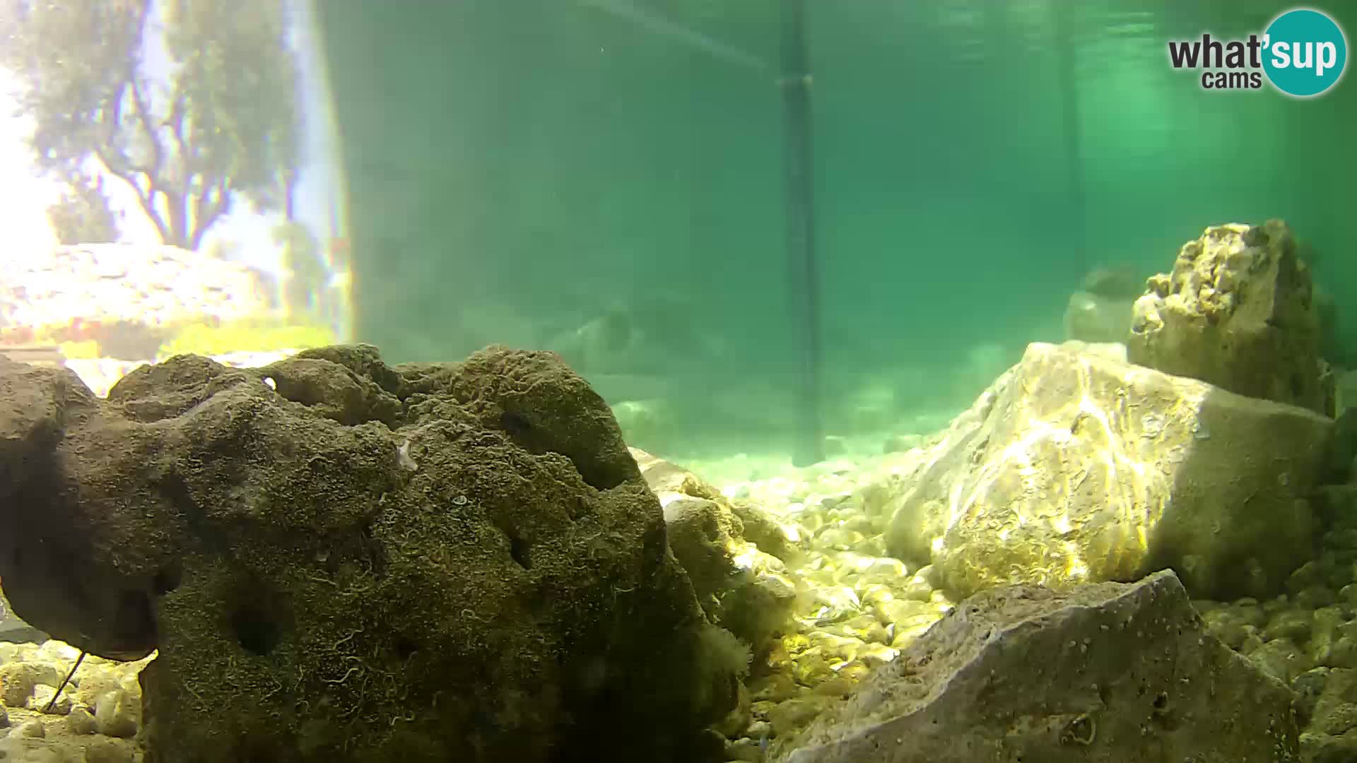 Acuario marino al aire libre Rogoznica webcam Croacia