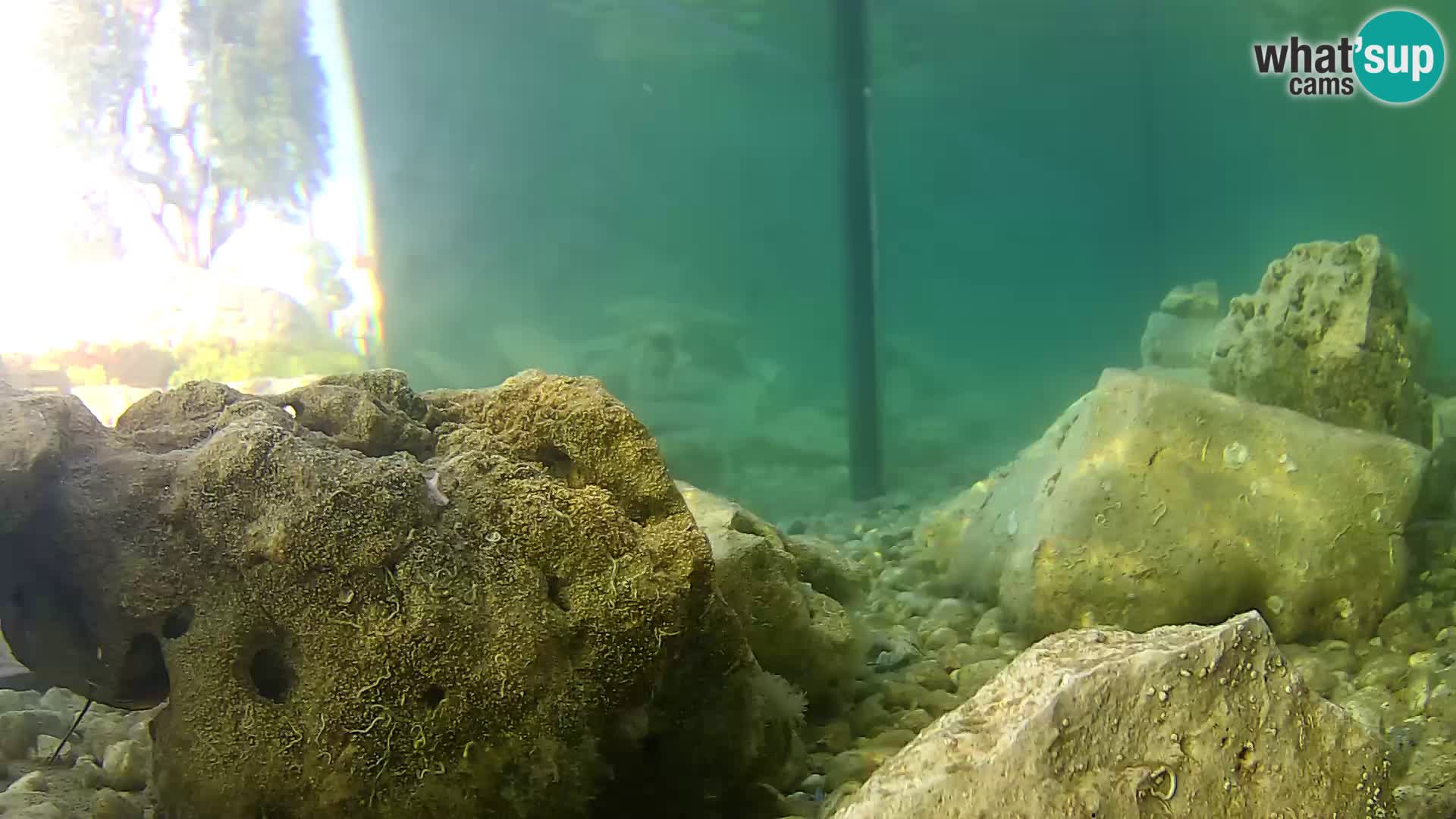 Aquario marino esterno –  Rogoznica livecam Croazia