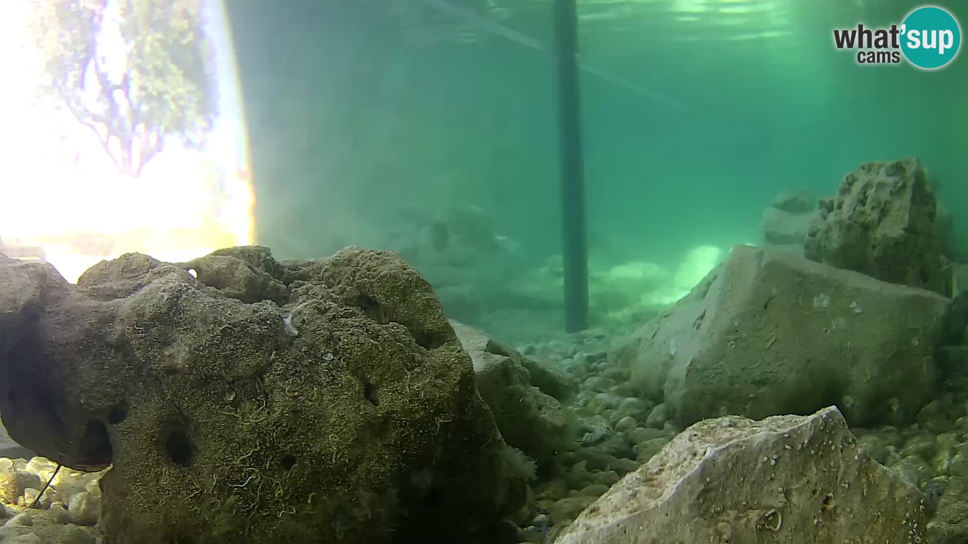 Zunanji morski akvarij Rogoznica spletna kamera Hrvaška
