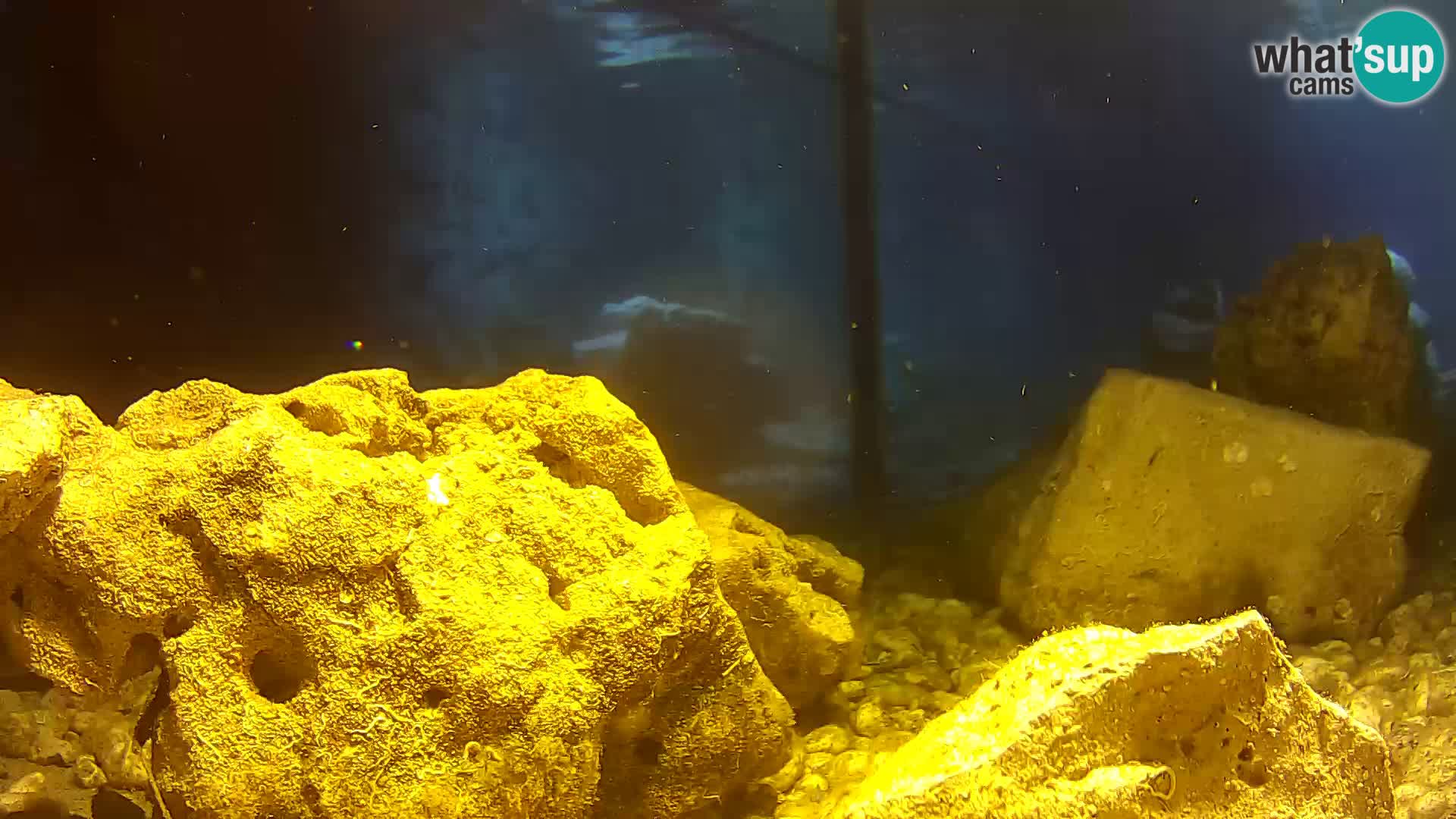 Acuario marino al aire libre Rogoznica webcam Croacia