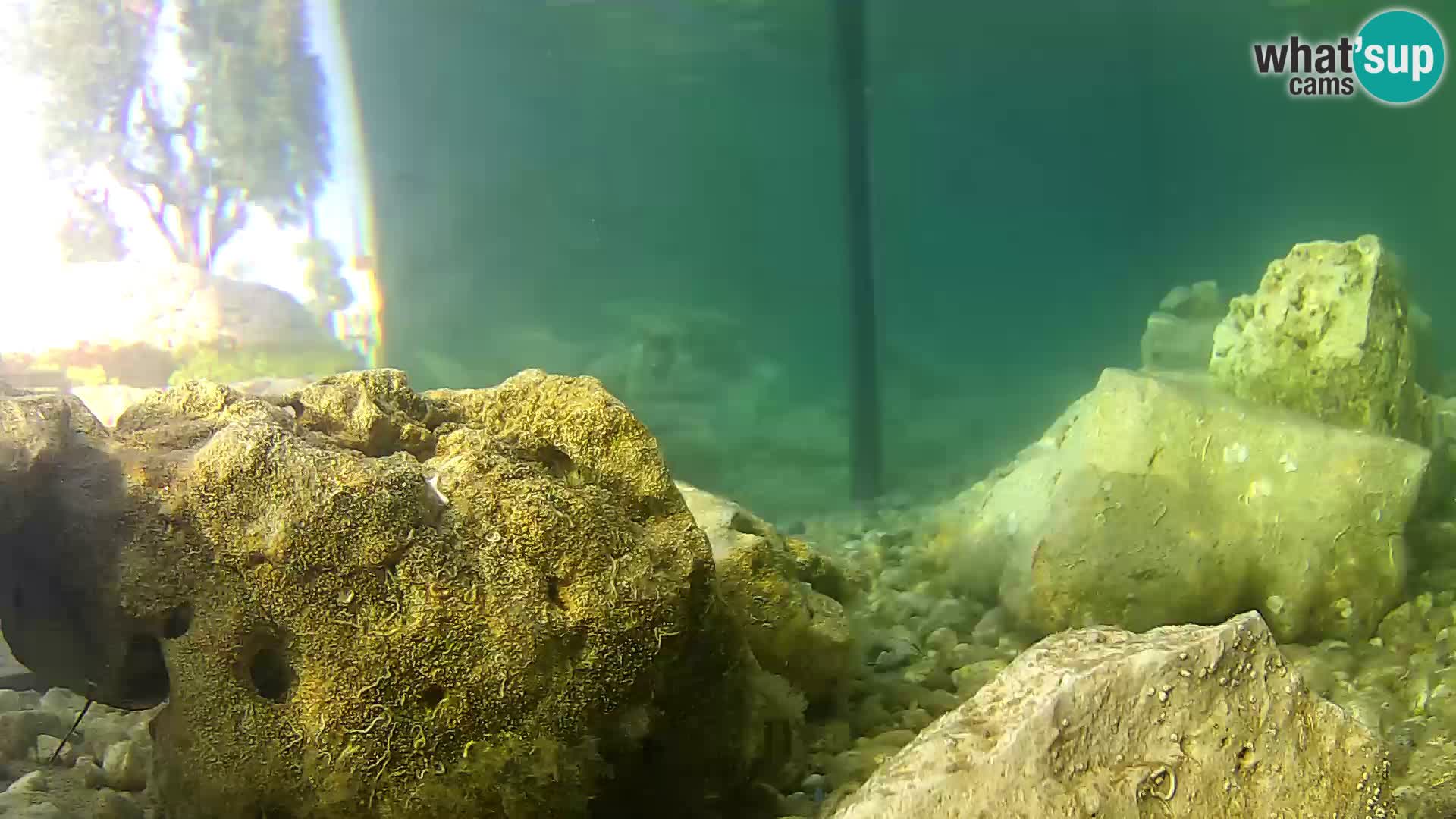 Zunanji morski akvarij Rogoznica spletna kamera Hrvaška