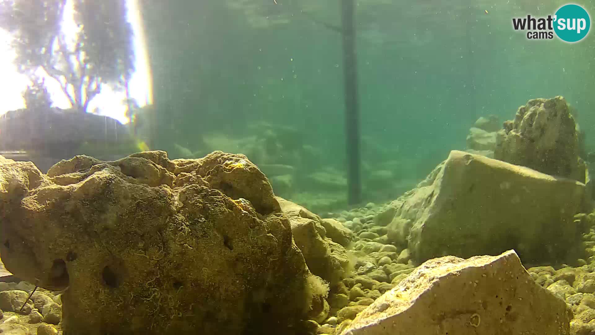 Outdoor Marine Aquarium Rogoznica webcam Croatia