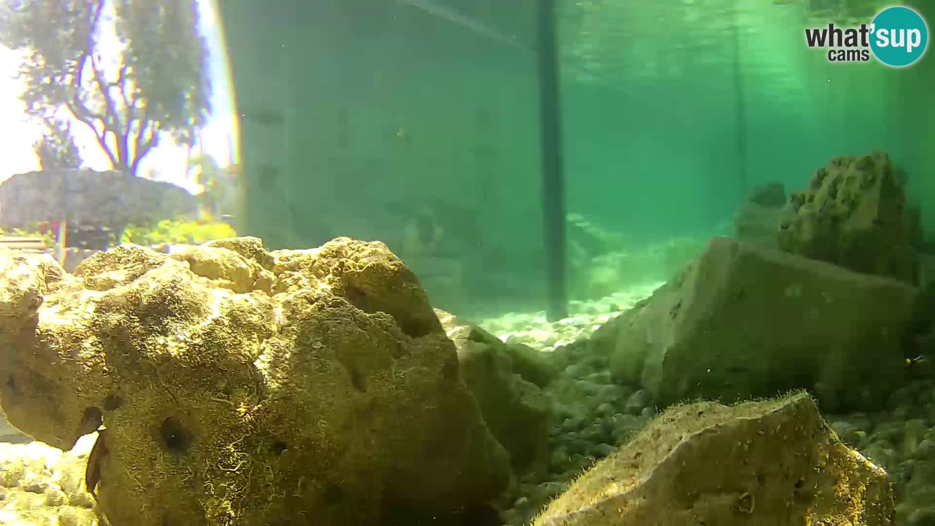 Acuario marino al aire libre Rogoznica webcam Croacia