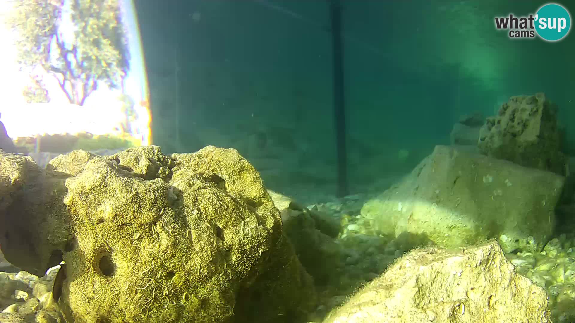 Outdoor Marine Aquarium Rogoznica webcam Croatia