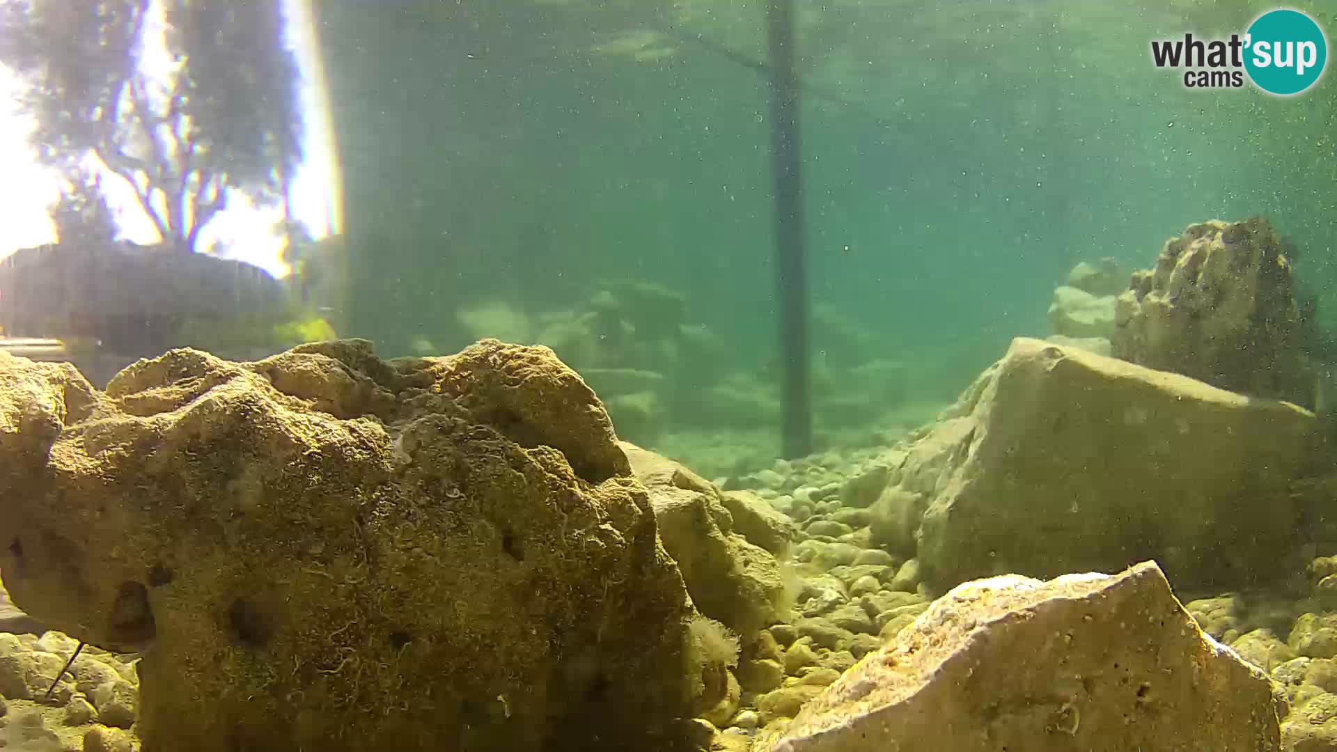 Acuario marino al aire libre Rogoznica webcam Croacia