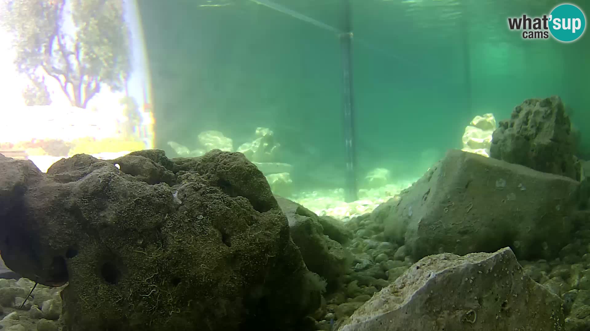 Outdoor Marine Aquarium Rogoznica webcam Croatia