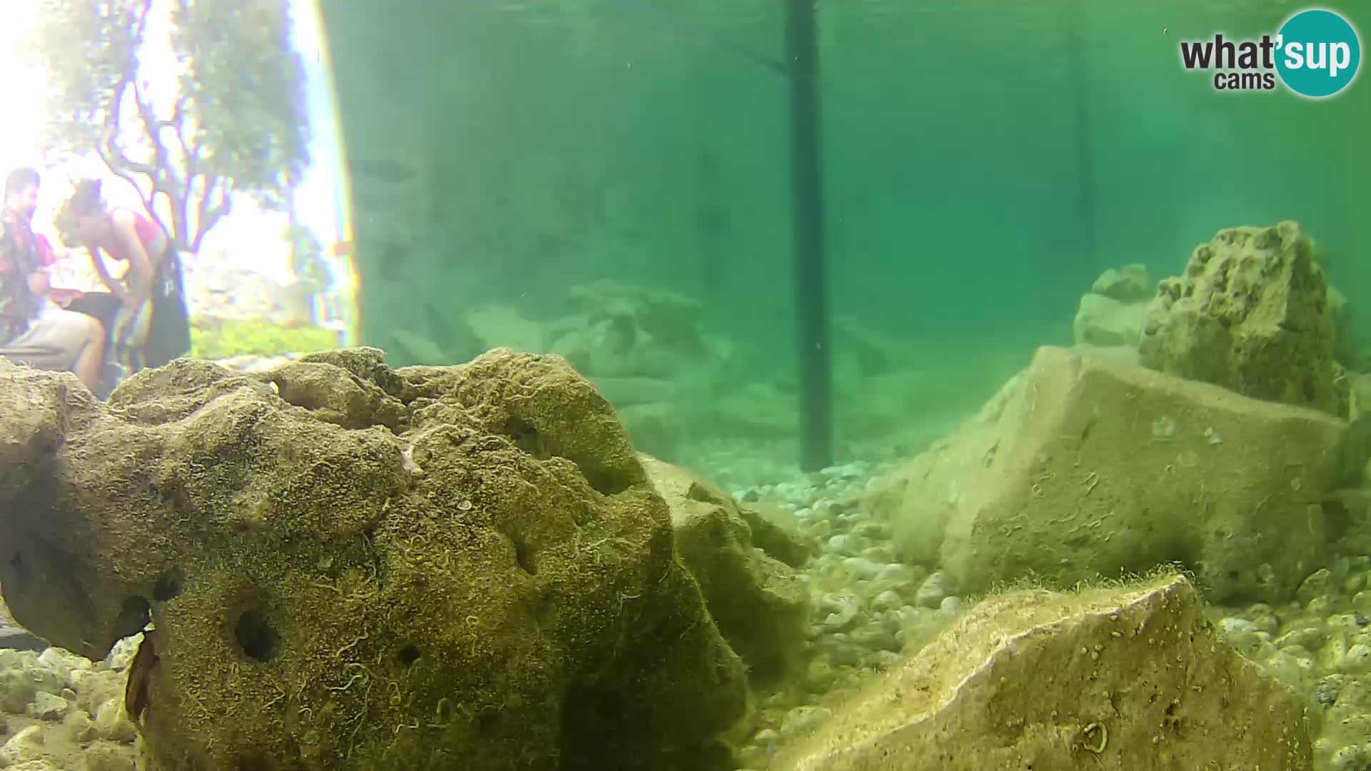 Acuario marino al aire libre Rogoznica webcam Croacia