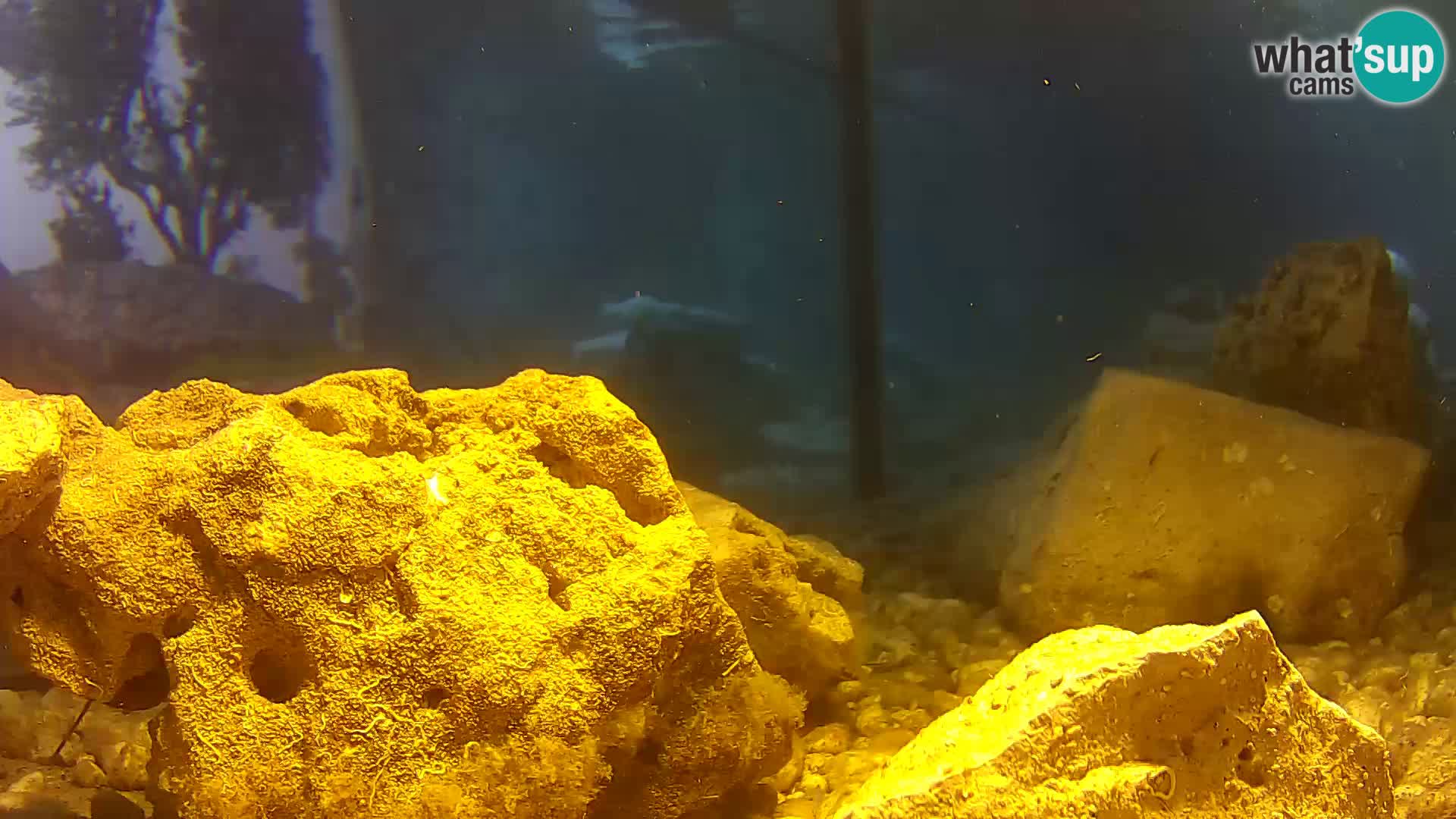Marine Aquarium im Freien Rogoznica webcam Kroatien