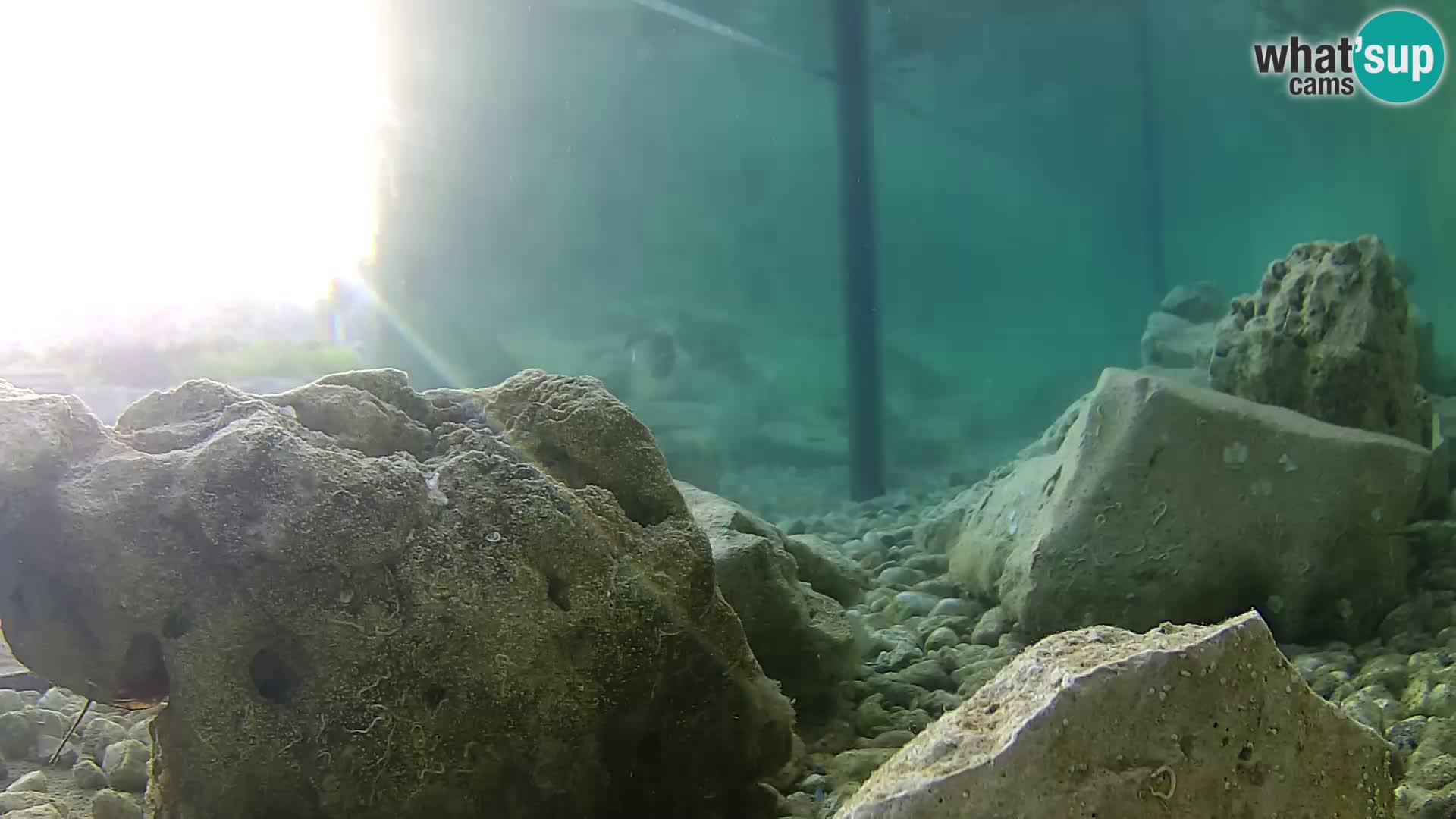 Aquario marino esterno –  Rogoznica livecam Croazia